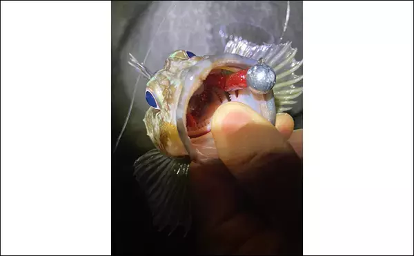 「消波ブロック帯でライトルアー釣行で26cm良型カサゴをキャッチ！【三重】」の画像