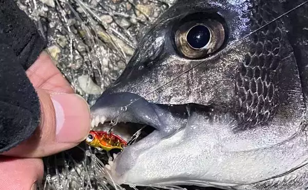 「都市近郊で手軽に入門可能！」 チニングの魅力をまとめて紹介