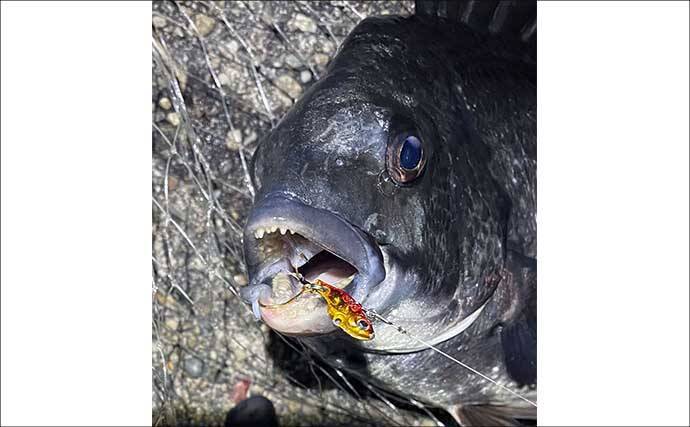 「都市近郊で手軽に入門可能！」 チニングの魅力をまとめて紹介