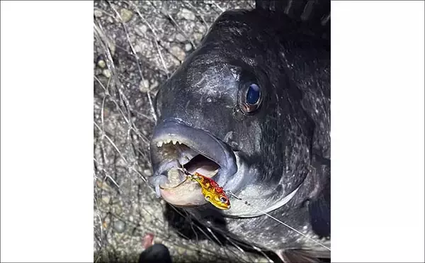 「「都市近郊で手軽に入門可能！」 チニングの魅力をまとめて紹介」の画像