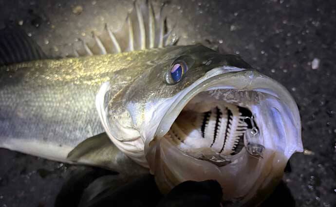 「都市近郊で手軽に入門可能！」 チニングの魅力をまとめて紹介