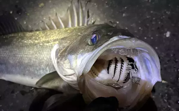 「「都市近郊で手軽に入門可能！」 チニングの魅力をまとめて紹介」の画像