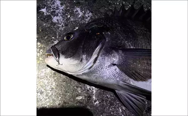 「「都市近郊で手軽に入門可能！」 チニングの魅力をまとめて紹介」の画像