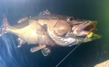二重に間違われる可哀想な超高級魚『アラ』　知名度は低いけど味は抜群