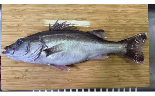 「二重に間違われる可哀想な超高級魚『アラ』　知名度は低いけど味は抜群」の画像