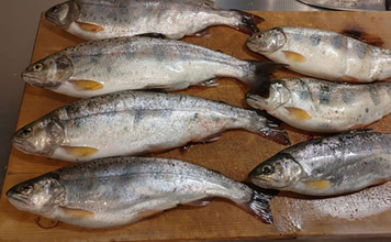 渓流魚をむやみに大量キープしない方が良い理由　学ぶべきルールとモラルとは？