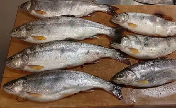 「渓流魚をむやみに大量キープしない方が良い理由　学ぶべきルールとモラルとは？」の画像