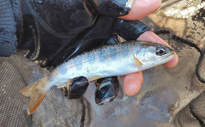 渓流魚をむやみに大量キープしない方が良い理由　学ぶべきルールとモラルとは？