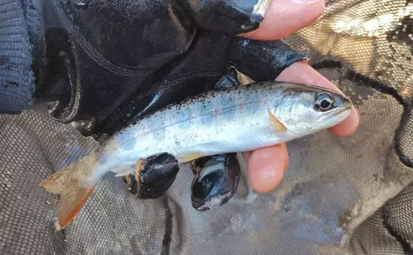 「渓流魚をむやみに大量キープしない方が良い理由　学ぶべきルールとモラルとは？」の画像