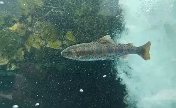 「渓流魚をむやみに大量キープしない方が良い理由　学ぶべきルールとモラルとは？」の画像