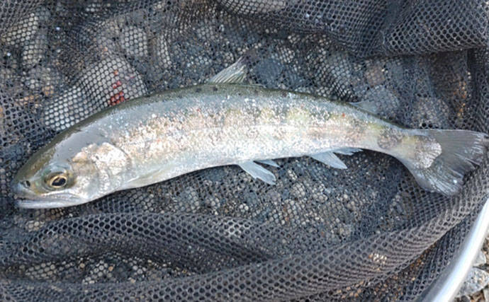 渓流魚をむやみに大量キープしない方が良い理由　学ぶべきルールとモラルとは？