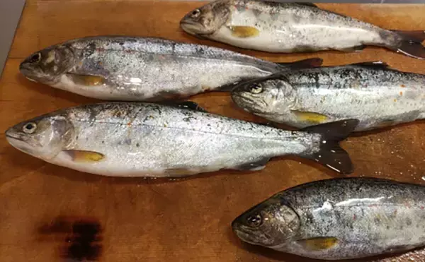 「渓流魚をむやみに大量キープしない方が良い理由　学ぶべきルールとモラルとは？」の画像