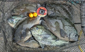 釣り歴20年の釣り人がハリス（釣り糸）『シーガー』シリーズを愛用するワケとは？