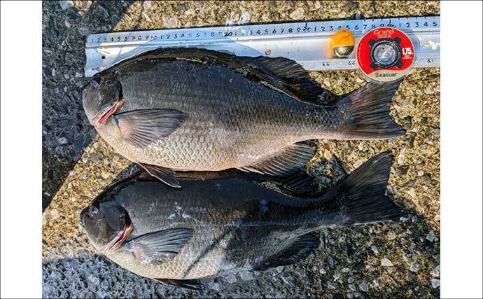 釣り歴20年の釣り人がハリス（釣り糸）『シーガー』シリーズを愛用するワケとは？