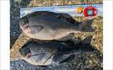「釣り歴20年の釣り人がハリス（釣り糸）『シーガー』シリーズを愛用するワケとは？」の画像2