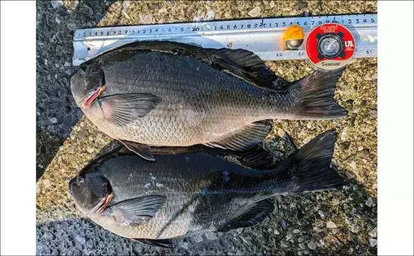 「釣り歴20年の釣り人がハリス（釣り糸）『シーガー』シリーズを愛用するワケとは？」の画像