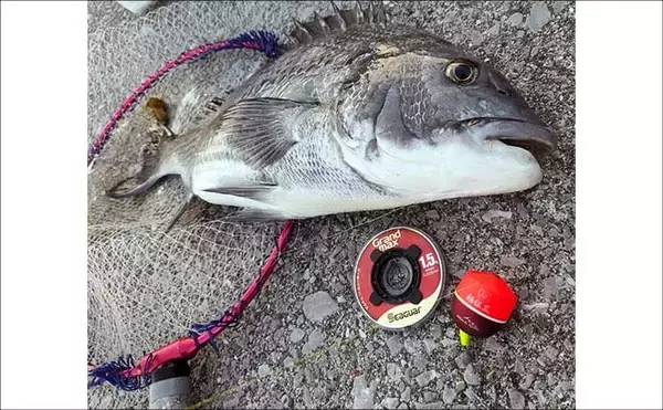 「釣り歴20年の釣り人がハリス（釣り糸）『シーガー』シリーズを愛用するワケとは？」の画像