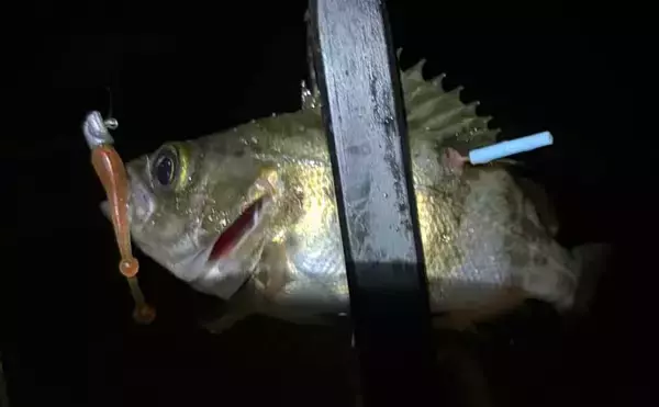 夜の堤防メバリング釣行でメバル20尾！【大阪】表層のスローリトリーブで連発