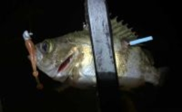 夜の堤防メバリング釣行でメバル20尾！【大阪】表層のスローリトリーブで連発