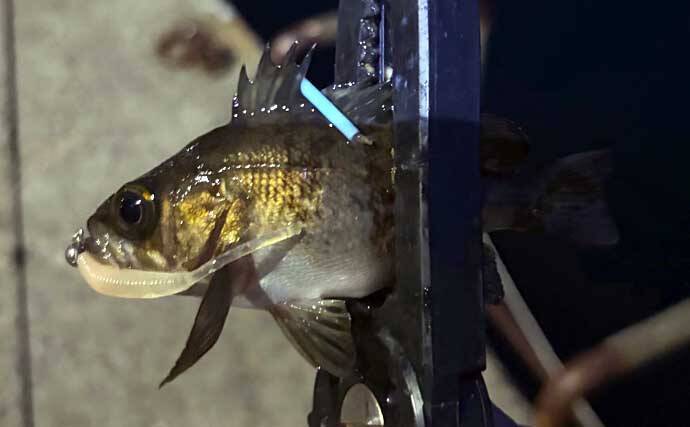 夜の堤防メバリング釣行でメバル20尾！【大阪】表層のスローリトリーブで連発