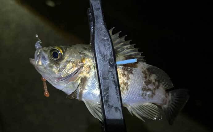 夜の堤防メバリング釣行でメバル20尾！【大阪】表層のスローリトリーブで連発