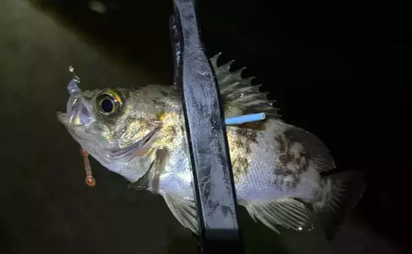 「夜の堤防メバリング釣行でメバル20尾！【大阪】表層のスローリトリーブで連発」の画像