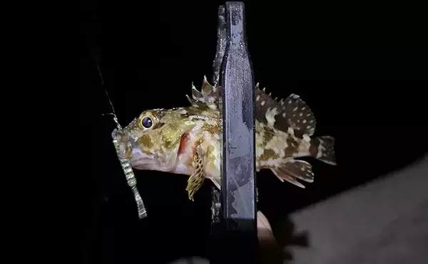 「泉南エリアのライトルアー釣行でカサゴ20尾超え【大阪】表層直下で連発する場面も」の画像