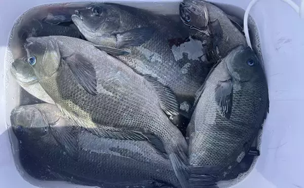 「磯フカセ釣りで良型クロの入れ食いを堪能！ 特級磯では49cmも登場【大分県・鶴見の磯】」の画像