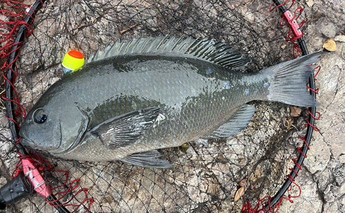 磯フカセ釣りで良型クロの入れ食いを堪能！ 特級磯では49cmも登場【大分県・鶴見の磯】