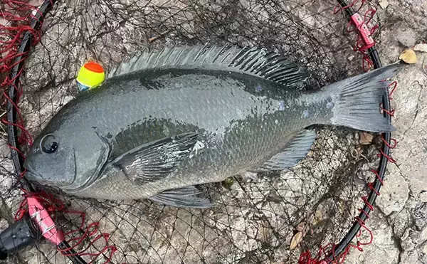 「磯フカセ釣りで良型クロの入れ食いを堪能！ 特級磯では49cmも登場【大分県・鶴見の磯】」の画像