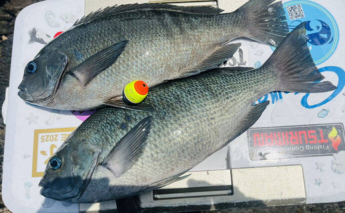 磯フカセ釣りで良型クロの入れ食いを堪能！ 特級磯では49cmも登場【大分県・鶴見の磯】