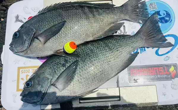「磯フカセ釣りで良型クロの入れ食いを堪能！ 特級磯では49cmも登場【大分県・鶴見の磯】」の画像