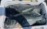 「磯フカセ釣りで良型クロの入れ食いを堪能！ 特級磯では49cmも登場【大分県・鶴見の磯】」の画像7