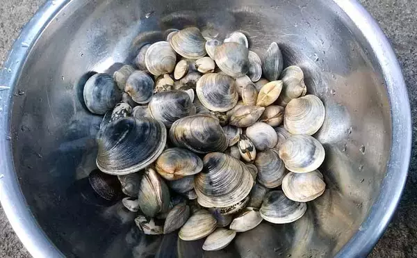 東京湾奥で潮干狩りを堪能　2022年はホンビノス貝の当たり年？