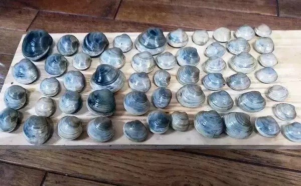 「東京湾奥で潮干狩りを堪能　2022年はホンビノス貝の当たり年？」の画像