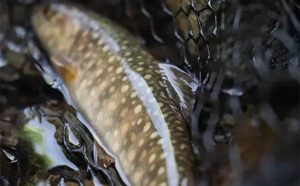 「源流域での渓流ルアー釣りでイワナをキャッチ【鳥取】本命『ゴギ』は不発」の画像