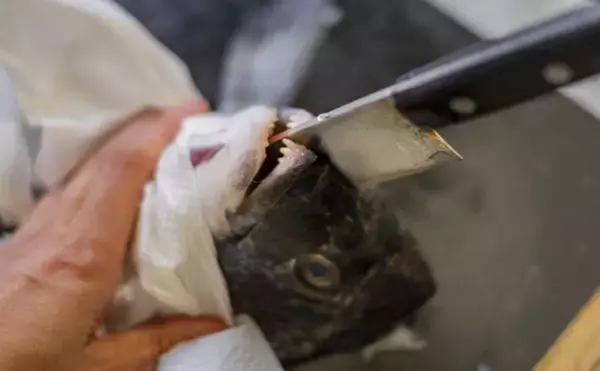 「「漁業の大敵」のイメージが定着しつつあるクロダイが釣り人に人気のワケ」の画像