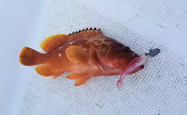 「レンタルボートでのロックフィッシュゲームで47cmオオモンハタにアカハタは連発【三重・紀北】」の画像