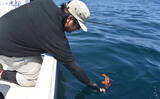 「レンタルボートでのロックフィッシュゲームで47cmオオモンハタにアカハタは連発【三重・紀北】」の画像14