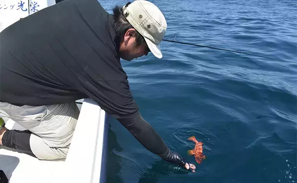 「レンタルボートでのロックフィッシュゲームで47cmオオモンハタにアカハタは連発【三重・紀北】」の画像