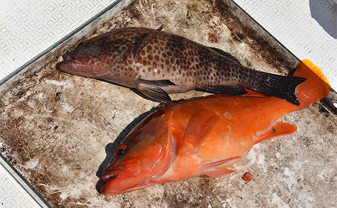 レンタルボートでのロックフィッシュゲームで47cmオオモンハタにアカハタは連発【三重・紀北】