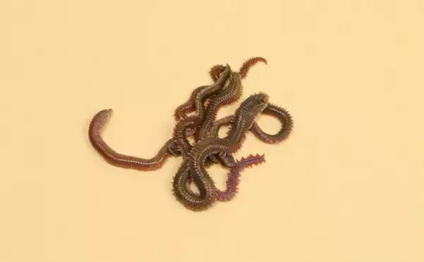 「海洋学部出身の釣り好きがオススメする自由研究は【海辺の砂の中の生物を探してみよう！】」の画像