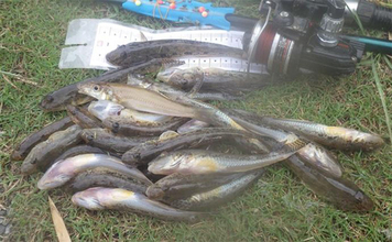 「猫のちょっかいに苦戦？」白狐川のハゼ釣りでマハゼ25匹手中【千葉】