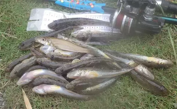 「猫のちょっかいに苦戦？」白狐川のハゼ釣りでマハゼ25匹手中【千葉】