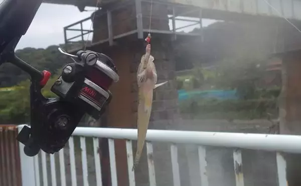「「猫のちょっかいに苦戦？」白狐川のハゼ釣りでマハゼ25匹手中【千葉】」の画像