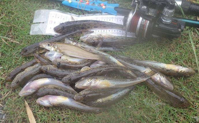 「猫のちょっかいに苦戦？」白狐川のハゼ釣りでマハゼ25匹手中【千葉】