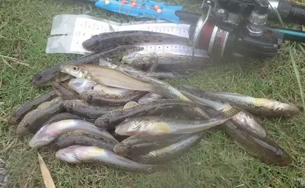 「「猫のちょっかいに苦戦？」白狐川のハゼ釣りでマハゼ25匹手中【千葉】」の画像