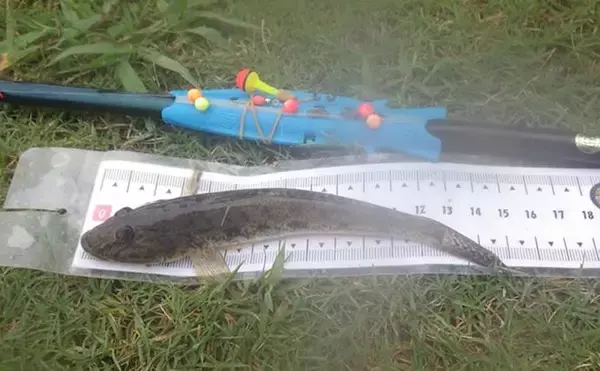 「「猫のちょっかいに苦戦？」白狐川のハゼ釣りでマハゼ25匹手中【千葉】」の画像