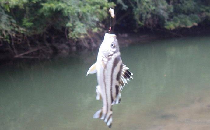 「猫のちょっかいに苦戦？」白狐川のハゼ釣りでマハゼ25匹手中【千葉】