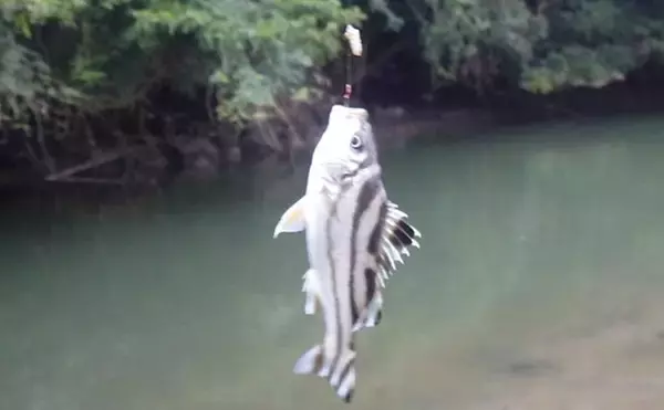 「「猫のちょっかいに苦戦？」白狐川のハゼ釣りでマハゼ25匹手中【千葉】」の画像